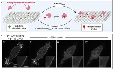 Monitoring Phosphoinositide Fluxes and Effectors During Leukocyte Chemotaxis and Phagocytosis